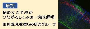 脳の左右半球がつながるしくみの一端を解明