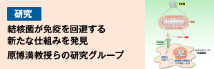 結核菌が免疫を回避する新たな仕組みを発見 原博満教授らの研究グループ