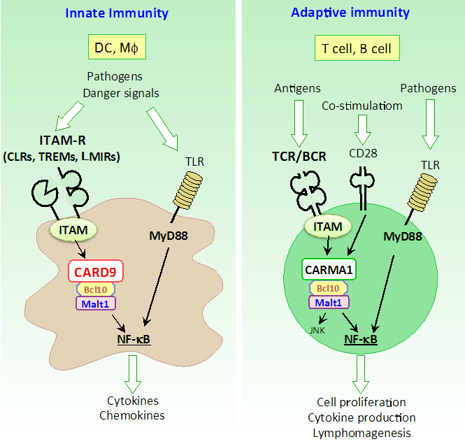免疫学分野イメージ