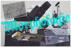 形態科学イメージ