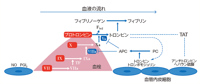 血管代謝病態解析学 