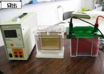 蛋白電気泳動装置、蛋白電気泳動転写装置