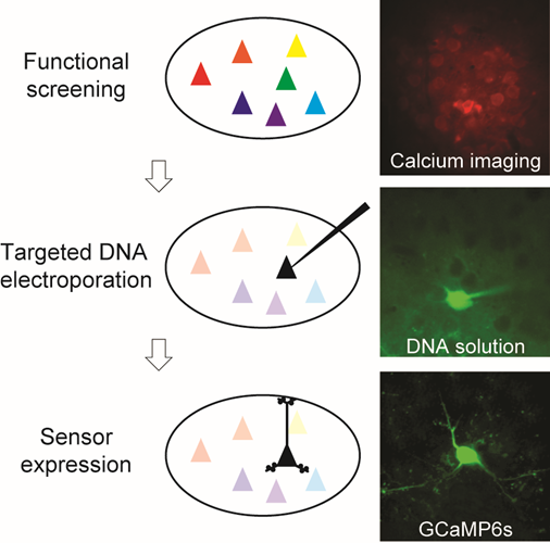 生体情報薬理学スタッフ写真