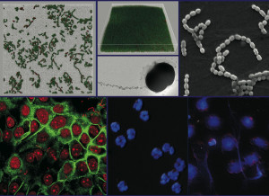 口腔微生物学top